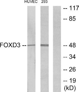 Western blot analysis of lysates from HUVEC and 293 cells using Anti-FOXD3 Antibody. The right hand lane represents a negative control, where the Antibody is blocked by the immunising peptide