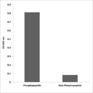 ELISA for immunogen phosphopeptide (left) and non-phosphopeptide (right) using Anti-PLK1 (phospho Ser137) Antibody