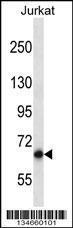 Anti-PAN3 Rabbit Polyclonal Antibody (APC (Allophycocyanin))