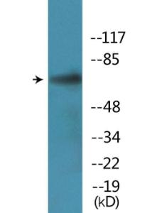 Western blot analysis of lysates from Jurkat cells treated with PMA using Anti-PLK1 (phospho Ser137) Antibody