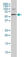 Anti-DCAF8 Mouse Monoclonal Antibody [clone: 1A12]