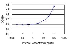 Anti-NEDD9 Antibody Pair