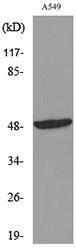 Western blot analysis of lysate from A549 cells using Anti-FOXA1 Antibody