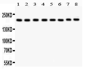 Anti-TJP1 Polyclonal Antibody