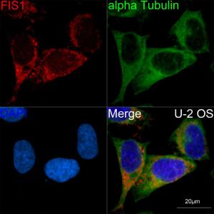 Confocal imaging of U-2 OS cells using Anti-TTC11/FIS1 Antibody [ARC5010-01] (A307193), at a dilution of 1:100, (red). The cells were counterstained with Anti-alpha Tubulin Antibody, at a dilution of 1:400, (green). DAPI was used for nuclear staining (Blue). Objective: 60x