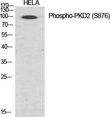 Western blot analysis of various cells using Anti-PKD2 (phospho Ser876) Antibody