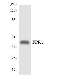 Western blot analysis of the lysates from COLO205 cells using Anti-FPR1 Antibody