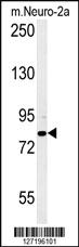 Anti-CPEB4 Rabbit Polyclonal Antibody