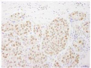 Anti-RTF1 Rabbit Polyclonal Antibody