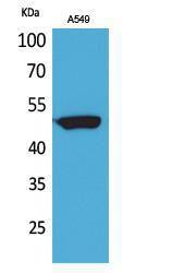 Western blot analysis of A549 cells using Anti-FOXA1 Antibody