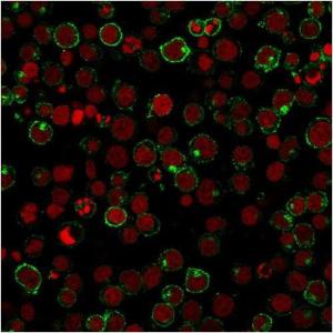 Immunofluorescent analysis of Jurkat cells stained with Anti-CD28 Antibody [204.12] followed by Goat Anti-Mouse IgG (CF and #174; 488) (Green). Nuclei are stained with RedDot