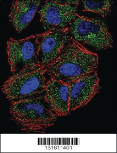 Anti-SP8 Rabbit Polyclonal Antibody