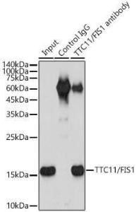 Immunoprecipitation analysis of 300 µg extracts of HeLa cells using 3 µg of Anti-TTC11/FIS1 Antibody [ARC5010-01] (A307193). This Western blot was performed on the immunoprecipitate using Anti-TTC11/FIS1 Antibody [ARC5010-01] (A307193) at a dilution of 1:2000