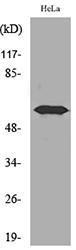 Western blot analysis of lysate from HeLa cells using Anti-FMO3 Antibody