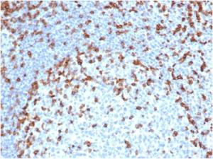 Immunohistochemical analysis of formalin-fixed, paraffin-embedded human tonsil using Anti-CD7 Antibody [rCD7/6387]