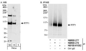 Anti-RTF1 Rabbit Polyclonal Antibody