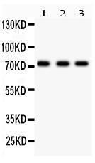 Anti-p73 Polyclonal Antibody