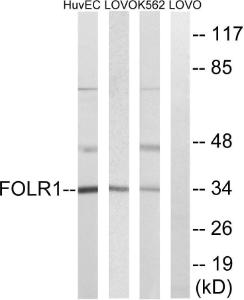 Western blot analysis of lysates from K562, LOVO, and HUVEC cells using Anti-FOLR1 Antibody. The right hand lane represents a negative control, where the antibody is blocked by the immunising peptide