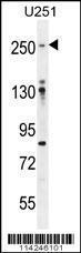 Anti-FLNA Rabbit polyclonal antibody