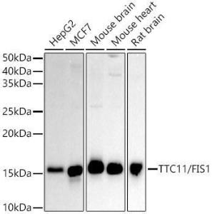 Antibody A307194-100 100 µl