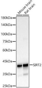 Antibody anti-SIRT2 100 µl