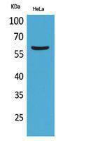 Western blot analysis of HeLa cells using Anti-FMO3 Antibody