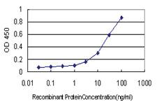 Anti-TP63 Mouse Monoclonal Antibody [clone: 3C2]