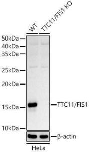 Antibody A307194-100 100 µl