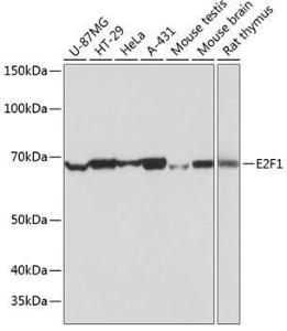 Western blot analysis of extracts of various cell lines, using Anti-E2F1 Antibody [ARC0058] (A308217) at 1:1000 dilution