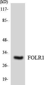 Western blot analysis of the lysates from HepG2 cells using Anti-FOLR1 Antibody