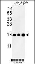 Anti-Histone H3.1t Rabbit Polyclonal Antibody (FITC (Fluorescein))