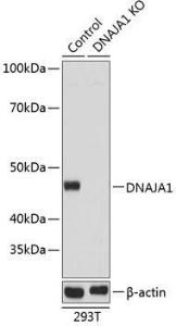 Western blot analysis of extracts from normal (control) and DNAJA1 knockout (KO) 293T cells, using Anti-DNAJA1 Antibody (A307195) at 1:3,000 dilution. The secondary Antibody was Goat Anti-Rabbit IgG H&L Antibody (HRP) at 1:10000 dilution. Lysates/proteins were present at 25 µg per lane