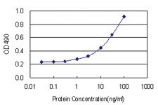 Anti-NEDD9 Polyclonal Antibody Pair