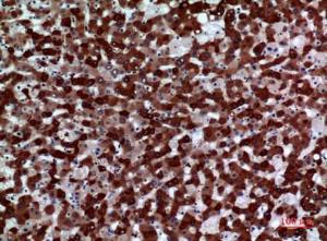 Immunohistochemical analysis of paraffin-embedded human liver using Anti-FMO3 Antibody