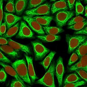 Immunofluorescent analysis of HeLa cells stained with Anti-Cytokeratin 18 Antibody [KRT18/836] (CF&#174; 488) (Green). Nuclear counterstain is RedDot