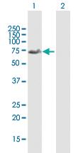 Anti-FOXD1 Mouse Polyclonal Antibody