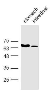 Anti-GABT3 Rabbit Polyclonal Antibody