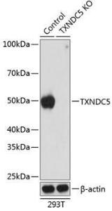 Anti-TXNDC5 Rabbit Polyclonal Antibody