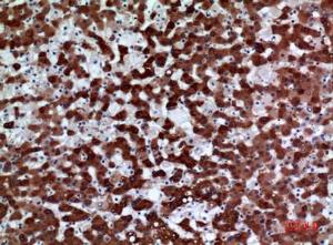 Immunohistochemical analysis of paraffin-embedded human liver using Anti-FMO3 Antibody