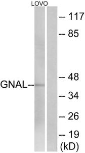 Anti-GNAL antibody