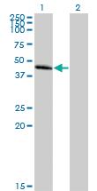 Anti-ACKR2 Mouse Polyclonal Antibody