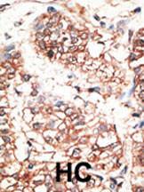 Anti-NRG3 Rabbit Polyclonal Antibody