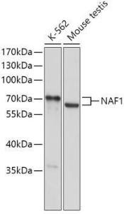 Antibody A308219-100 100 µl