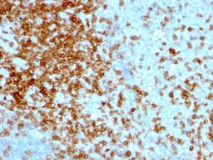 Antibody anti-CD43 84-3C1 100 µg