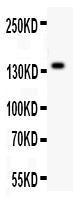 Anti-ZEB2/Sip1 Polyclonal Antibody