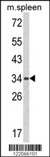 Anti-GPANK1 Rabbit Polyclonal Antibody