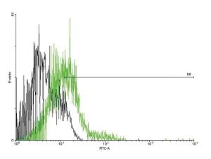 Anti-ACKR2 Mouse Polyclonal Antibody