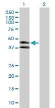 Anti-KIR3DL1 Rabbit Polyclonal Antibody