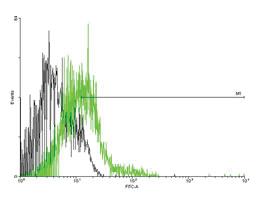 Anti-ACKR2 Mouse Polyclonal Antibody