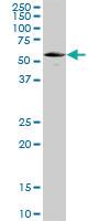 Anti-UCKL1 Mouse Polyclonal Antibody